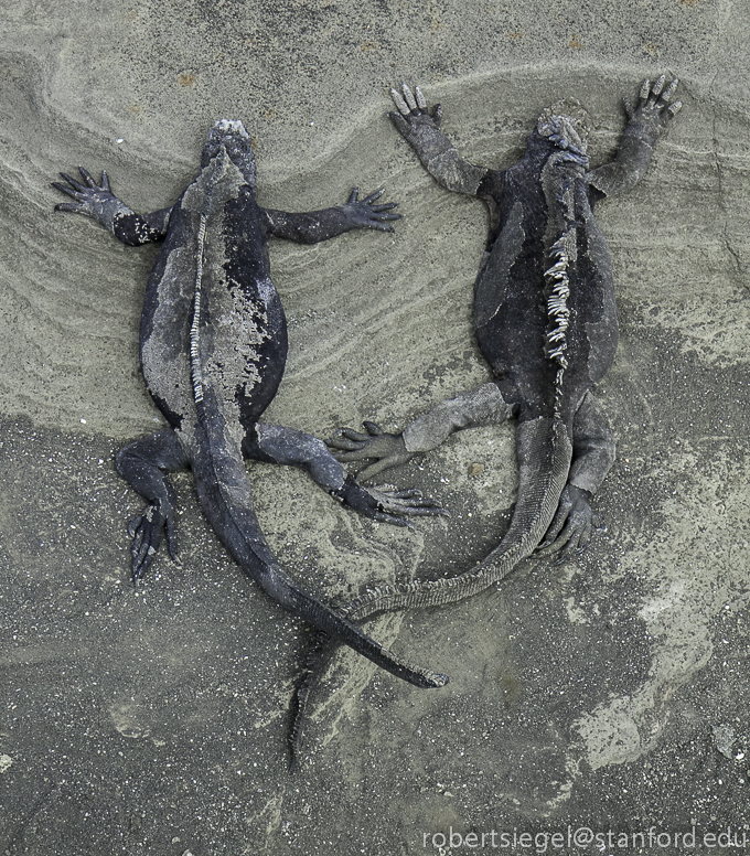 marine iguanas